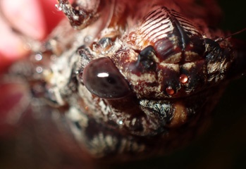 Cicada